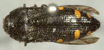 Media type: image;   Entomology 33803 Aspect: habitus dorsal view